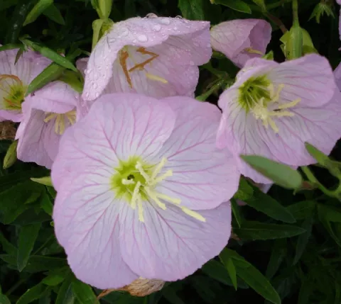 Oenothera speciosa 'Siskiyou'