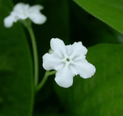 Omphalodes verna 'Alba'