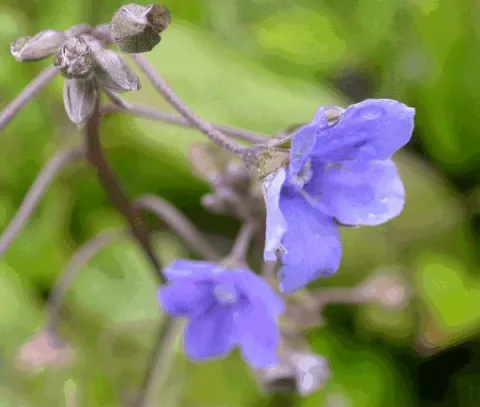 Omphalodes capp. 'Cherry Ingram'