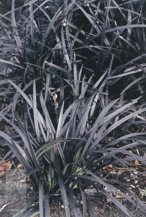 Ophiopogon planiscapus 'Black Dragon'