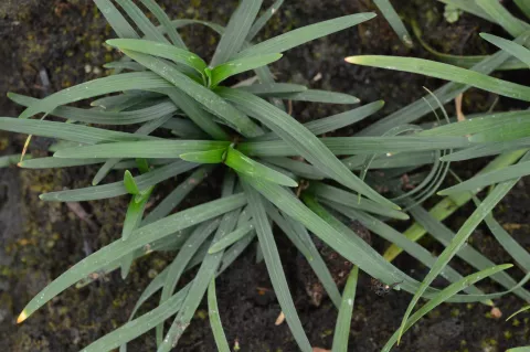 Ophiopogon japonicus 'Minor'