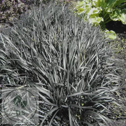 Ophiopogon planiscapus 'Niger'