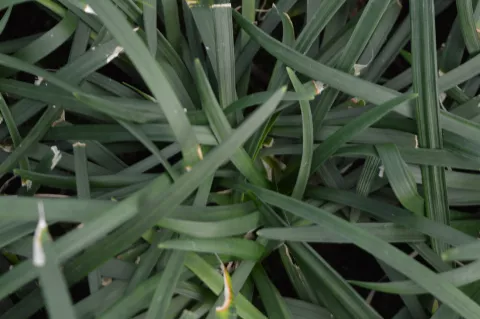 Ophiopogon planiscapus