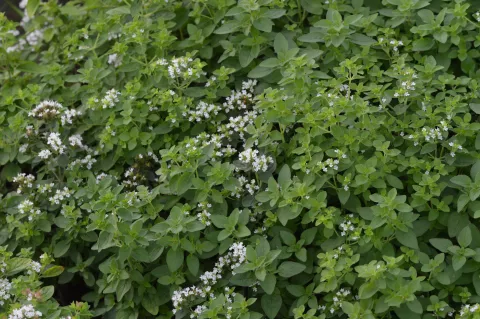 Origanum vulg. 'Aureum'
