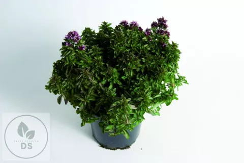 Origanum vulg. 'Compactum'