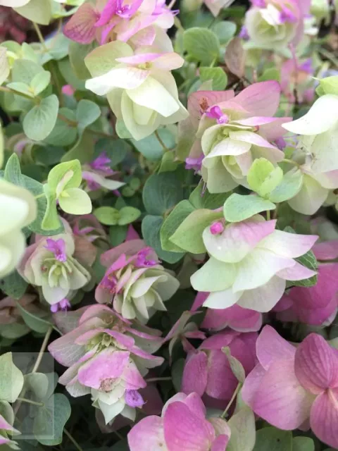 Origanum rot. 'Kent Beauty'