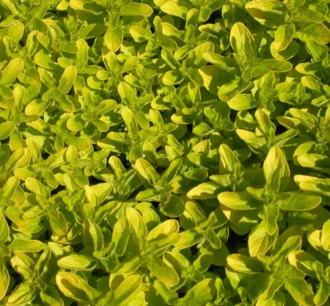 Origanum vulg. 'Thumble's Variety'