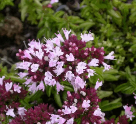 Origanum vulgare