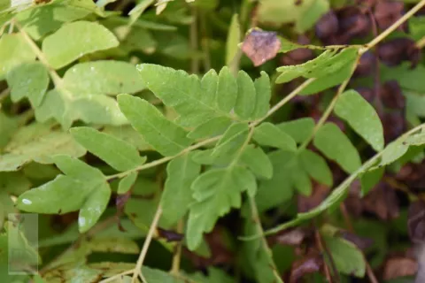 Osmunda regalis 'Purpurascens'