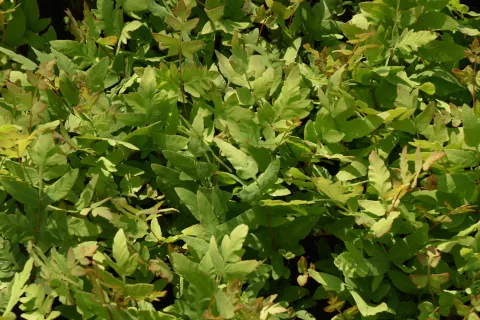 Osmunda regalis 'Purpurascens'