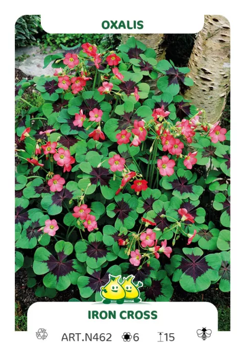 Oxalis deppei 'Iron Cross'