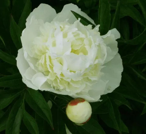 Paeonia (LD) 'Duchesse de Nemours'