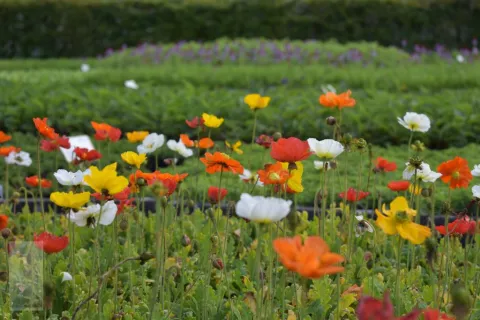 Papaver nudicaule 'Gartenzwerg'