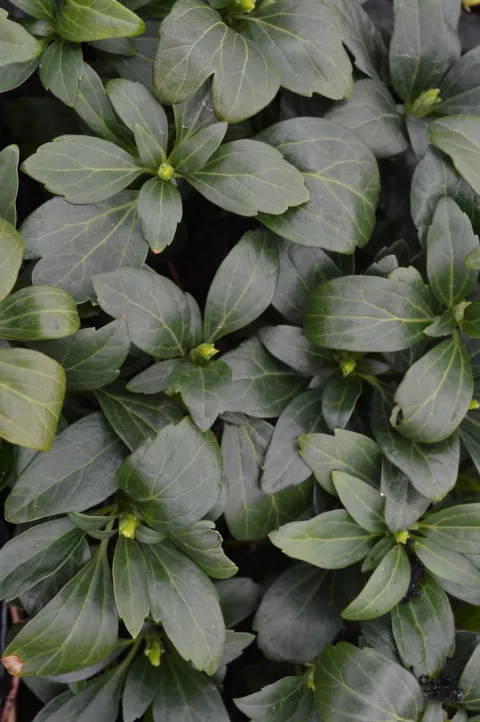 Pachysandra term. 'Green Carpet'
