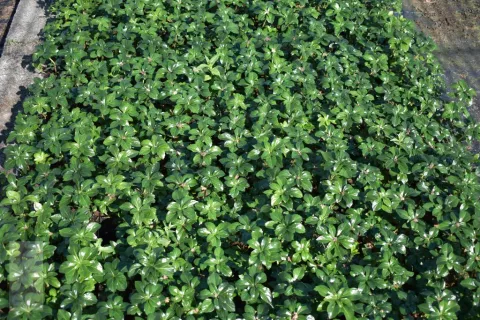 Pachysandra term. 'Green Sheen'