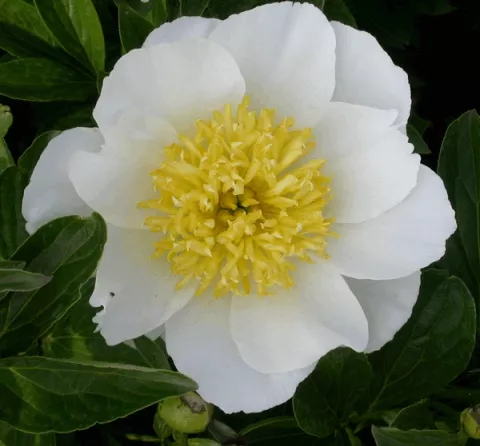 Paeonia (LE) 'Jan Van Leeuwen'