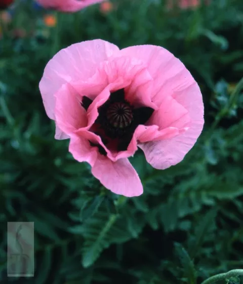 Papaver or. 'Konigin Alexandra'
