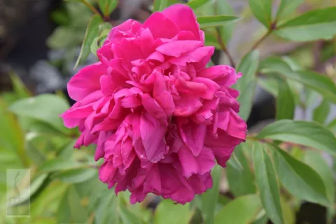 Paeonia (LD) 'Karl Rosenfield' P9