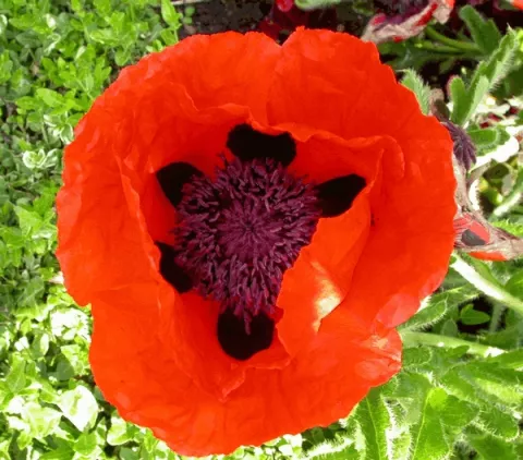 Papaver or. 'Marcus Perry'