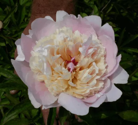 Paeonia (LE) 'Nymphe'