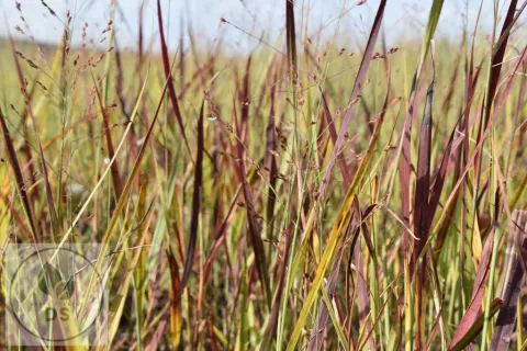 Panicum virg. 'Purple Breeze'