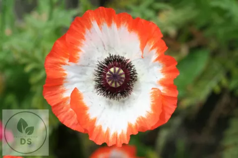 Papaver or. 'Picotee'