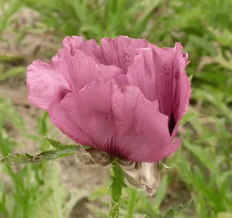 Papaver or. 'Patty's Plum'