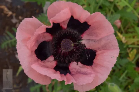 Papaver or. 'Prinzessin Viktoria Luise'