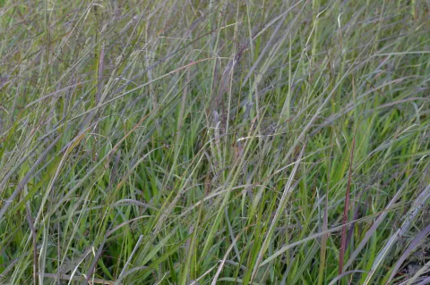 Panicum virg. 'Rehbraun'