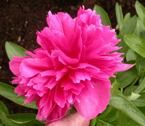 Paeonia off. 'Rosea Plena'