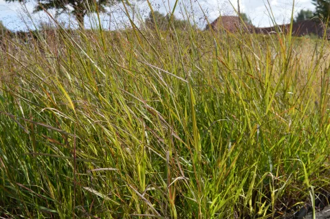 Panicum virg. 'Strictum'
