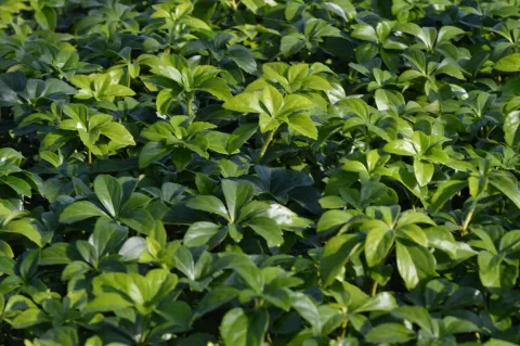 Pachysandra terminalis