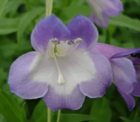 Penstemon 'Alice Hindley'