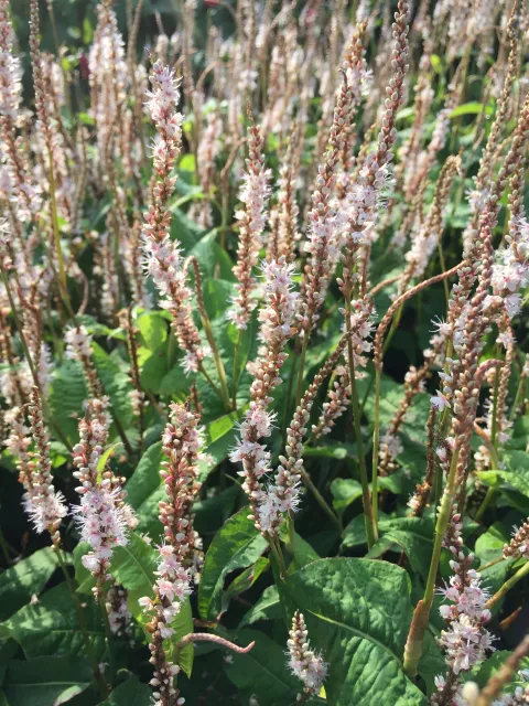 Persicaria amplex. 'Alba Junior'