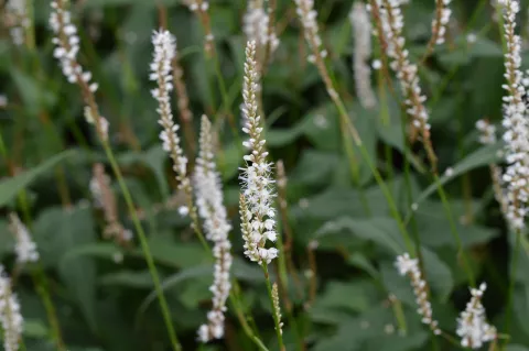 Persicaria amplex. 'Alba'