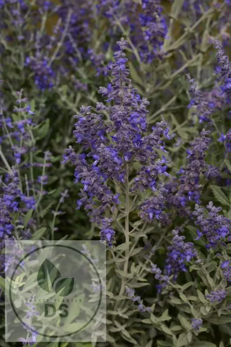 Perovskia atripl. 'Blue Steel'