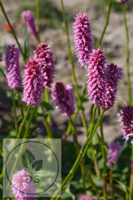 Persicaria bistorta 'Superba'