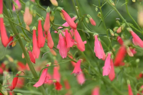 Penstemon barbatus 'Coccineus'
