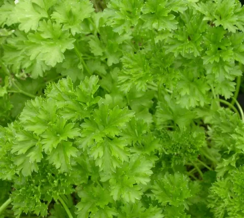 Petroselinum crispum