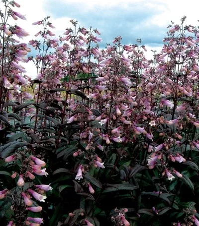 Penstemon 'Dark Towers'