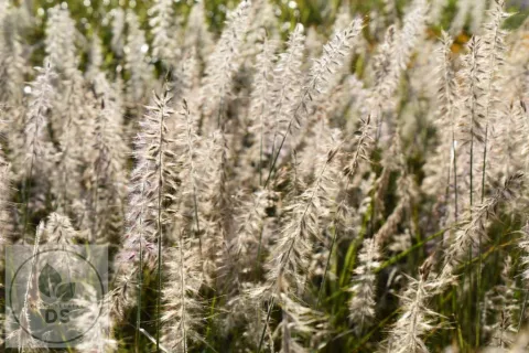 Pennisetum or. JS 'Dance With Me' PBR