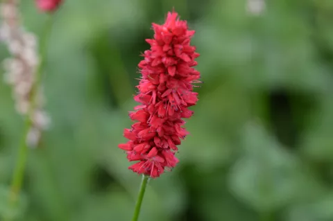 Persicaria amplex. 'Fat Domino'