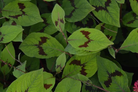 Persicaria filiformis