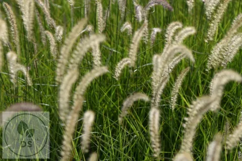 Pennisetum or. 'Fairy Tails'