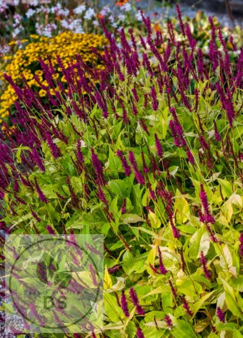 Persicaria amplex. 'Golden Arrow'