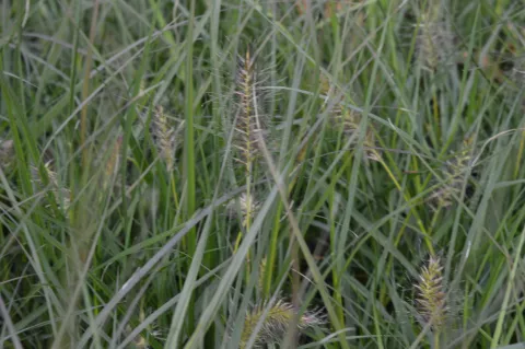 Pennisetum alopec. 'Gelbstiel'