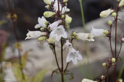 Penstemon digitalis 'Husker Red'