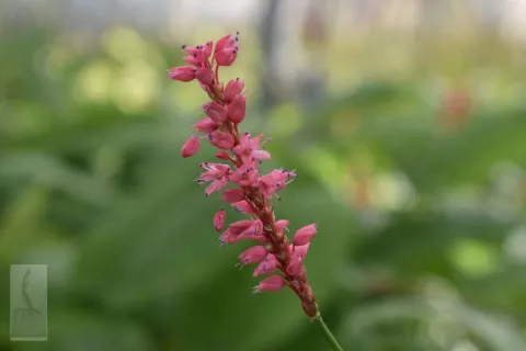Persicaria amplex. 'High Society'
