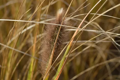 Pennisetum alopec. 'Japonicum'