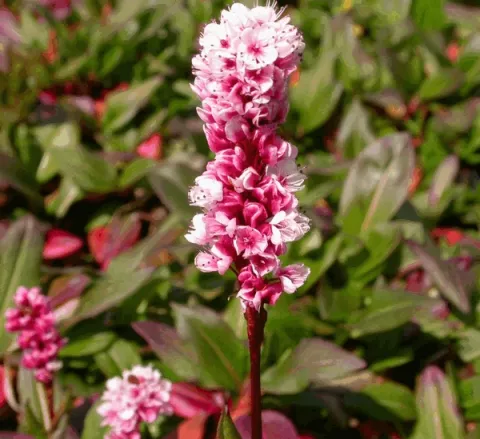 Persicaria affinis 'Kabouter'